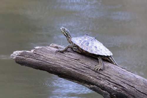 Ringed Map Turtle