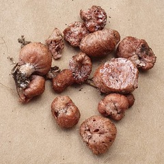 Podohydnangium australe