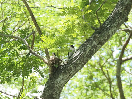 Black-backed Butcherbird (Cracticus mentalis), photo 7