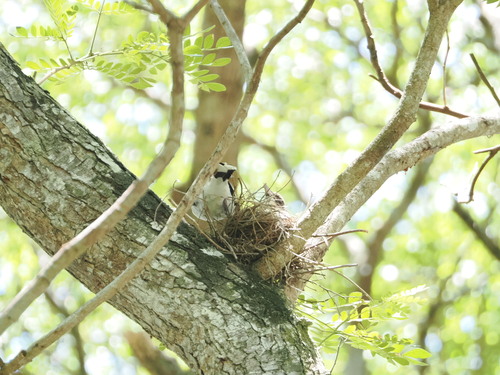 Black-backed Butcherbird (Cracticus mentalis), photo 8