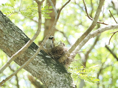 Black-backed Butcherbird (Cracticus mentalis), photo 9