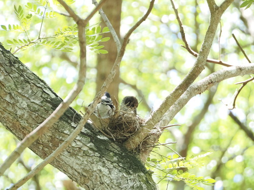Black-backed Butcherbird (Cracticus mentalis), photo 10