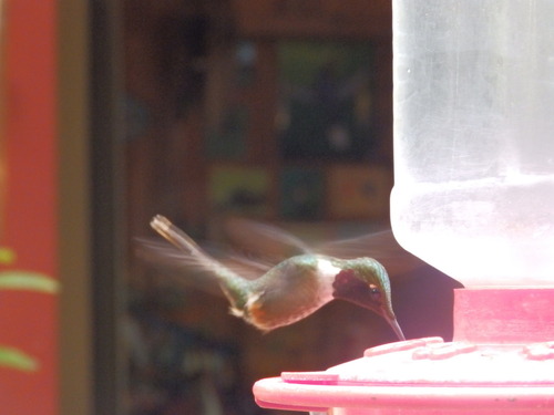 Magenta-throated Woodstar (Philodice bryantae), photo 7