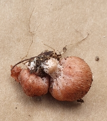 Podohydnangium australe