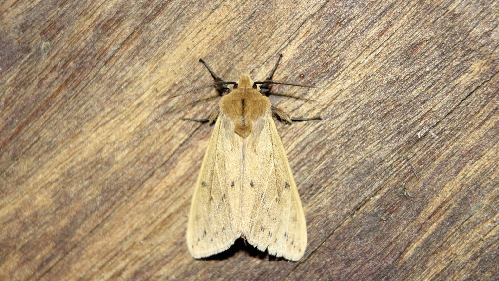 Spilosoma fumida