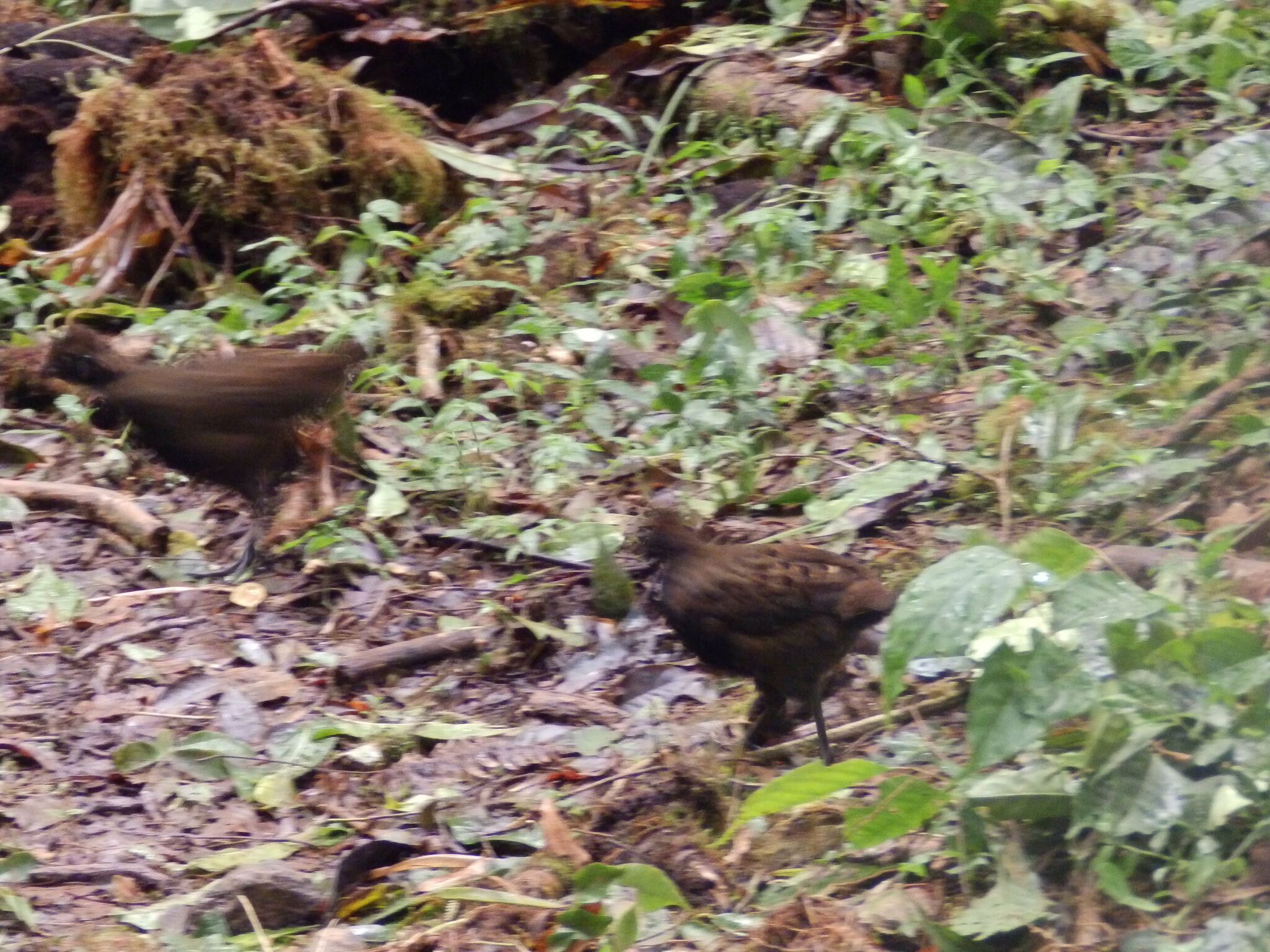 Black-breasted Wood Quail (Odontophorus leucolaemus), photo 8
