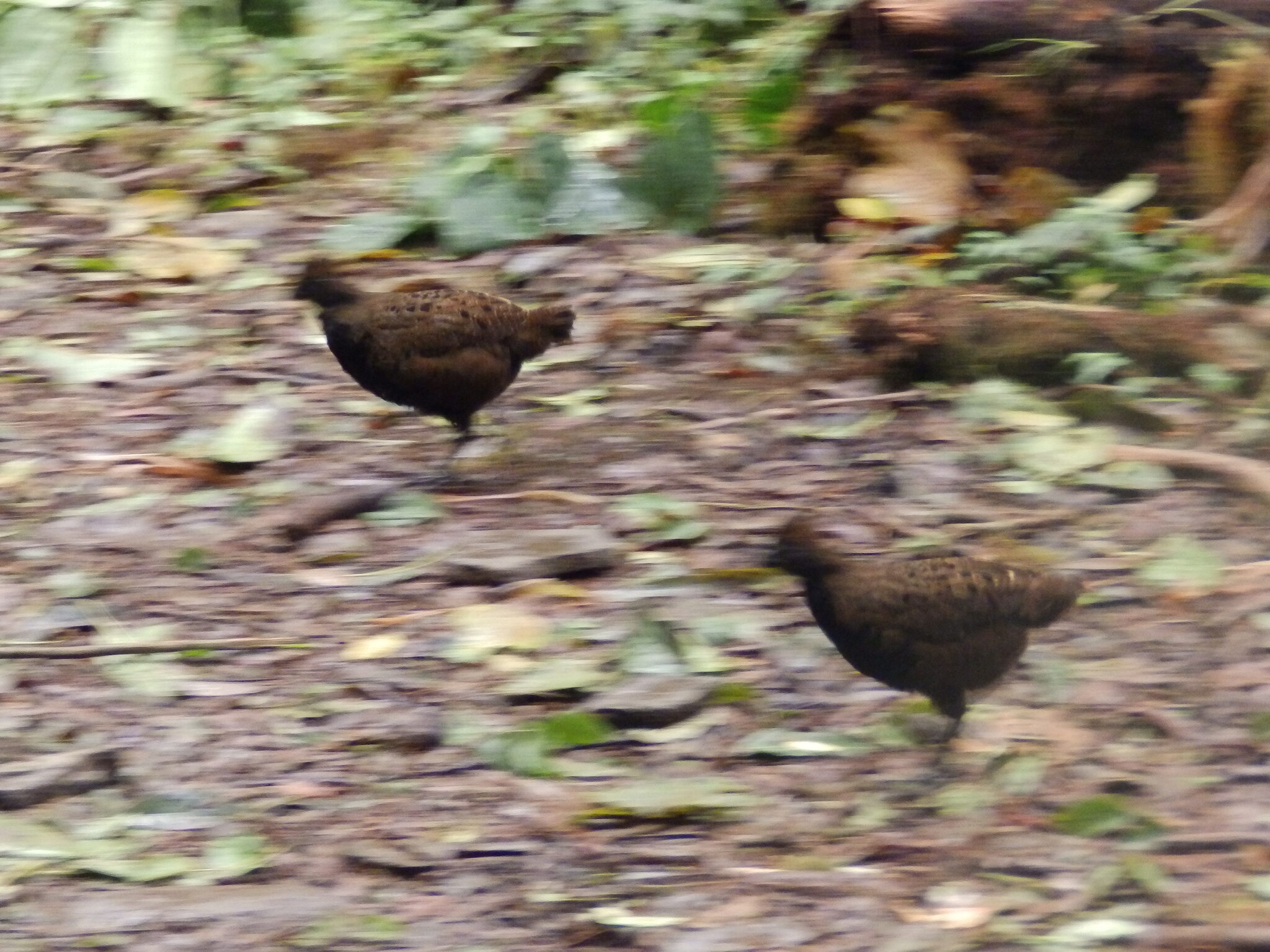 Black-breasted Wood Quail (Odontophorus leucolaemus), photo 7