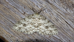 Lassaba tayulingensis