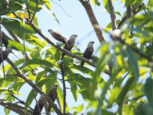Grey-headed Mannikin (Lonchura caniceps)