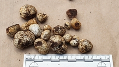 Descomyces