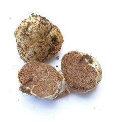Descomyces