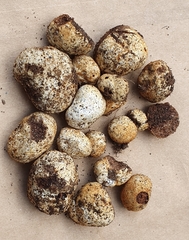 Descomyces