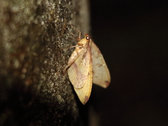 Heterolocha