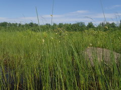 Schoenoplectus torreyi