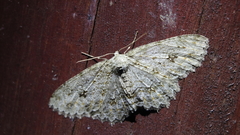 Lassaba parvalbidaria