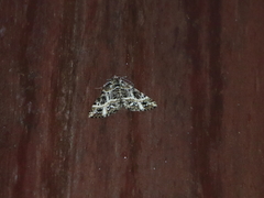 Harutalcis fumigata