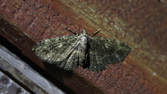 Alcis taiwanovariegata