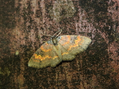 Hydrelia bicolorata