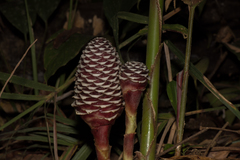 Zingiber pachysiphon