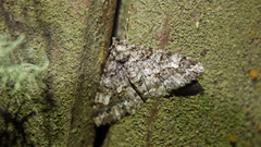 Alcis taiwanovariegata