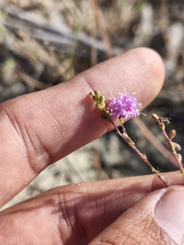 Image of Boerhavia xanti by (c) Abraham Sánchez Romero, some rights reserved (CC BY)