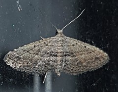 Araeopteron canescens