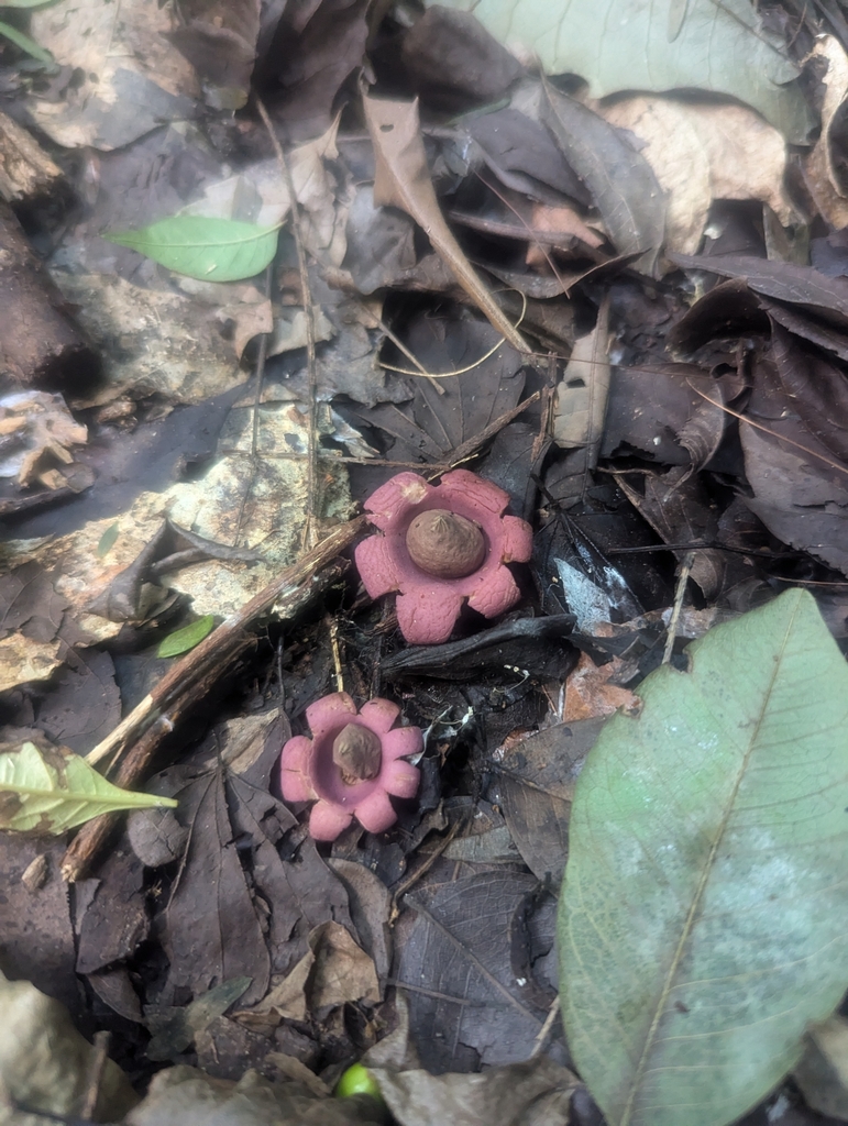 Geastrum violaceum · December 2024 · photo: © luisrecalde (iNaturalist, cc-by)