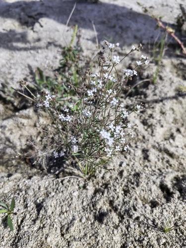 Image of Stenotis arenaria by (c) Abraham Sánchez Romero, some rights reserved (CC BY)