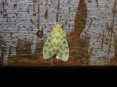 Hemipsilia coavestis