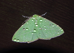 Tanaoctenia haliaria