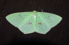 Tanaoctenia haliaria