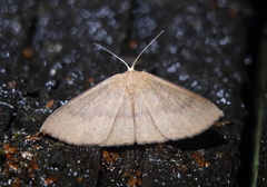 Perixera absconditaria