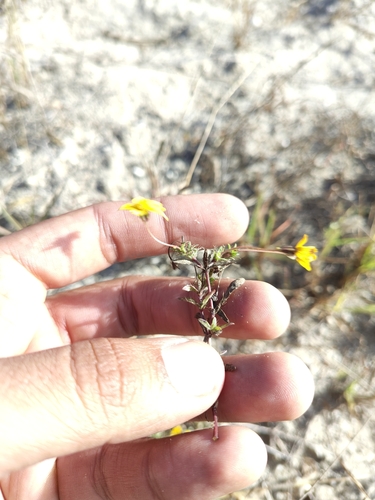 Image of Pectis multiseta by (c) Abraham Sánchez Romero, some rights reserved (CC BY)