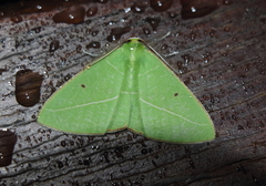 Tanaoctenia haliaria