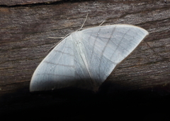 Ditrigona triangularia