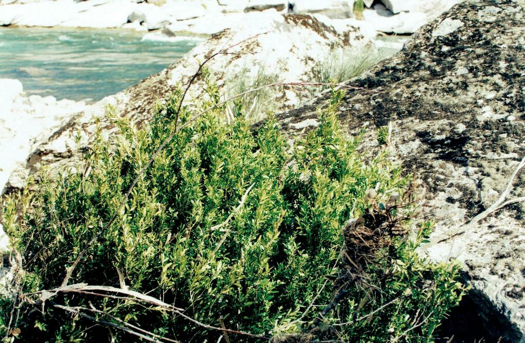 Buxus sempervirens