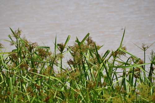 Actinoscirpus grossus, photograph 3