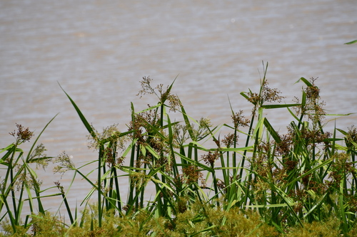 giant bulrush (Actinoscirpus grossus)