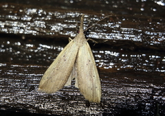 Hypena longipennis