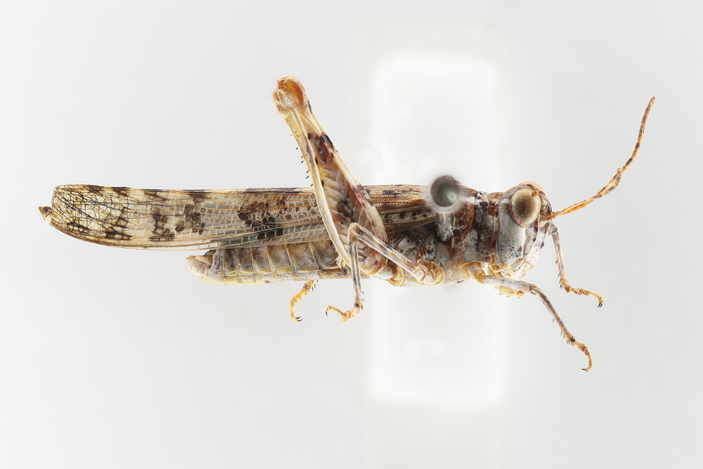 Sphingonotus theodori