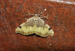 Heterophleps variegata