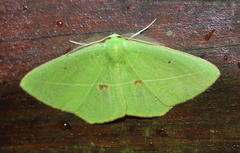 Tanaoctenia haliaria