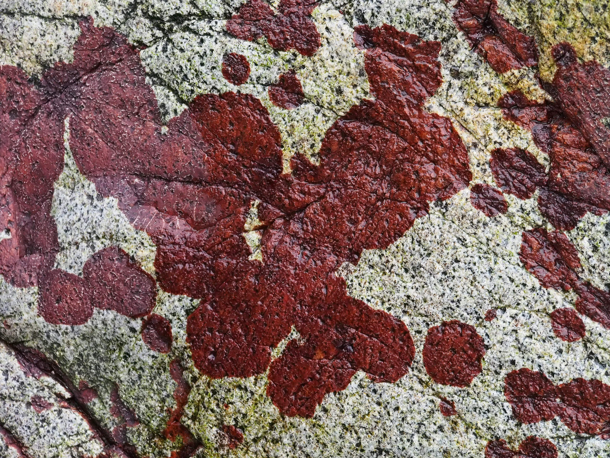 Hildenbrandia