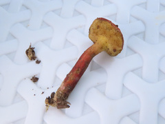 Xerocomellus fennicus