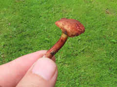 Xerocomellus fennicus