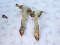 Xerocomellus fennicus