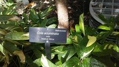 Cola acuminata