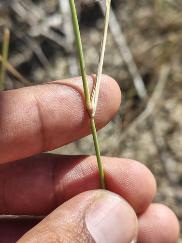 Image of Aristida californica by (c) Abraham Sánchez Romero, some rights reserved (CC BY)