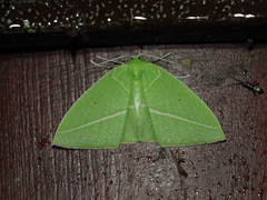 Tanaoctenia haliaria