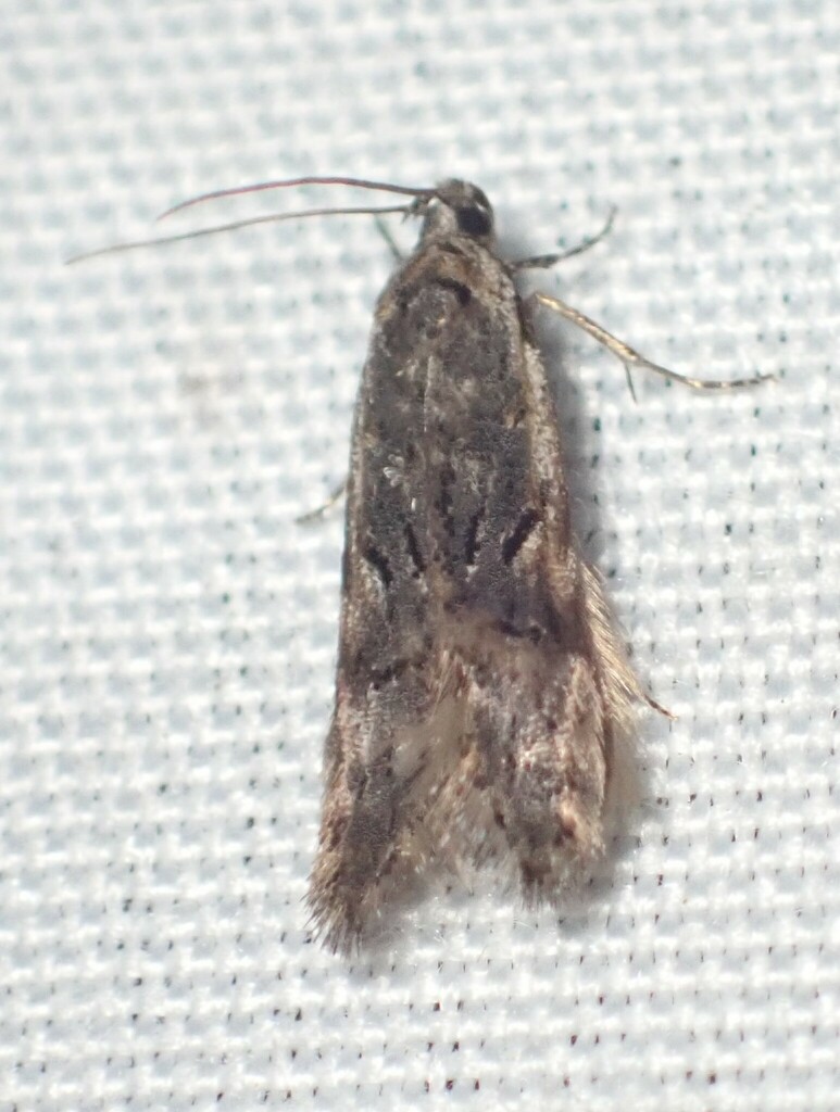 Xenolechia velatella